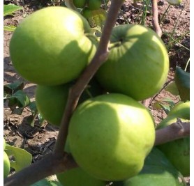 Apple Ber Plant